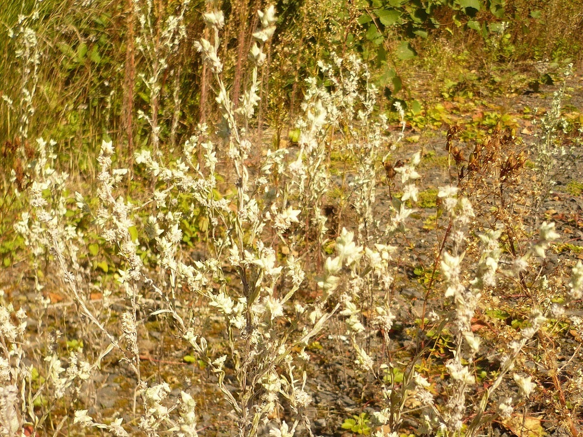 Filago arvensis (Asteraceae)